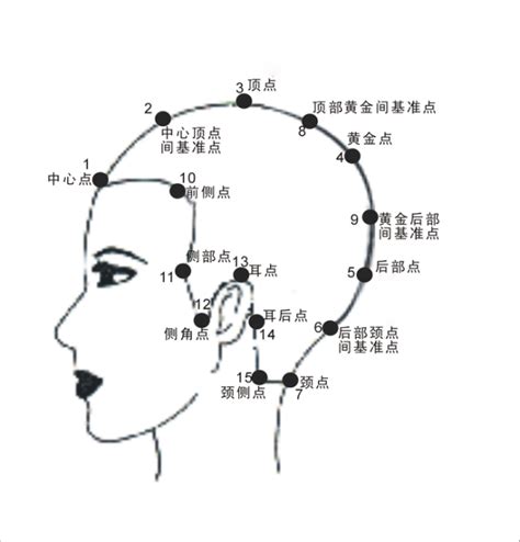 頭部七條基準線|髮型設計系列:15個基準點及7條主分區線的位置與作用。